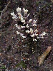 Thelephora anthocephala