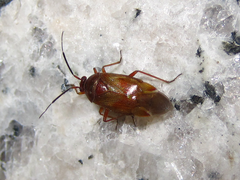 Alloeotomus simplus
