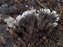 Thelephora anthocephala