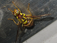 Zeugodacus depressus