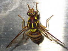 Zeugodacus depressus