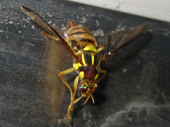 Zeugodacus depressus