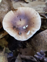 Amanita solaniolens