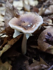 Amanita solaniolens