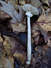 Amanita solaniolens