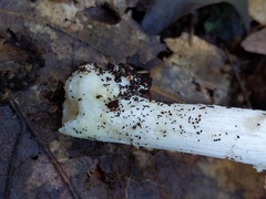 Amanita solaniolens