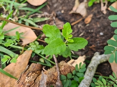 Marianthus bignoniaceus
