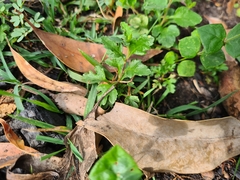 Marianthus bignoniaceus