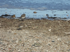 Charadrius falklandicus
