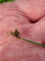 Isolepis trachysperma