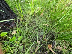 Isolepis trachysperma