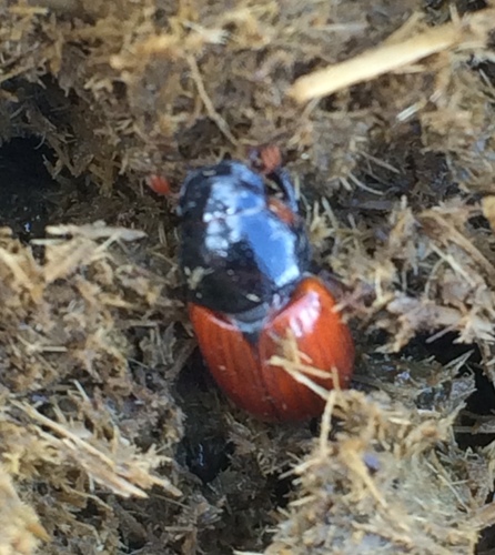 Common dung beetle photo 4