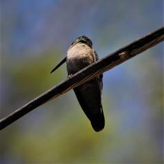 Eugenes fulgens
