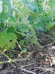 Solanum viarum