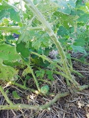 Solanum viarum
