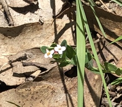 Pimelea spicata