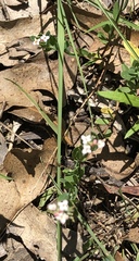 Pimelea spicata