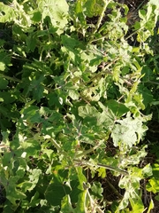Solanum viarum
