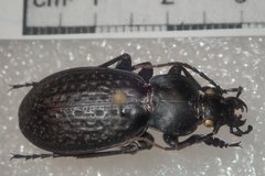 Carabus chevrolati