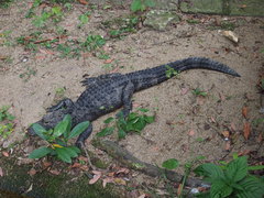 Alligator sinensis
