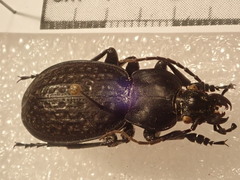 Carabus chevrolati