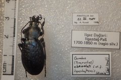 Carabus chevrolati