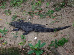 Alligator sinensis