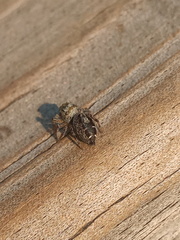 Phidippus mystaceus