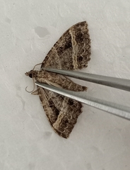 Chrysolarentia subrectaria