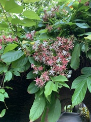 Combretum indicum