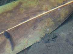 Glandirana rugosa