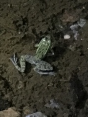 Lithobates chiricahuensis