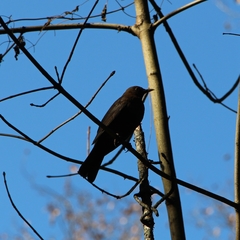 Turdus merula