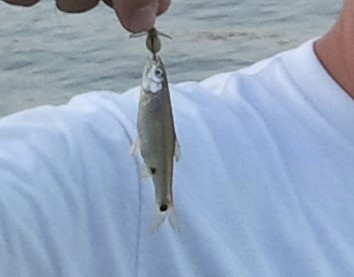 Western Blacktail Shiner from Bell County, TX, USA on July 27, 2012 at ...