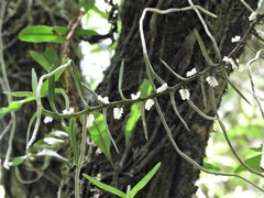 Campylocentrum densiflorum