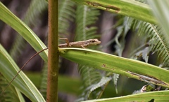 Anolis alutaceus
