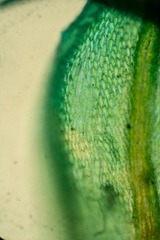 Pseudoleskea atricha