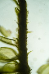 Pseudoleskea atricha