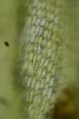 Pseudoleskea atricha