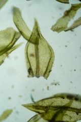 Pseudoleskea atricha