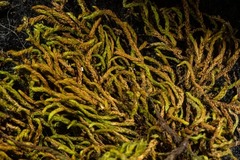 Pseudoleskea atricha