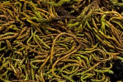 Pseudoleskea atricha