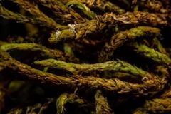 Pseudoleskea atricha