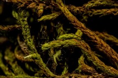 Pseudoleskea atricha