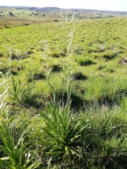Eryngium eburneum