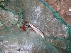 Salvelinus curilus