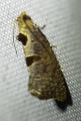 Cryptophlebia ombrodelta