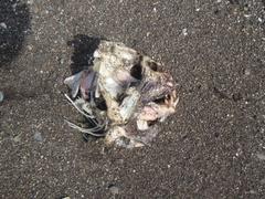 Anarhichas orientalis