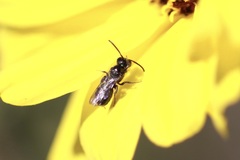Ceratina acantha