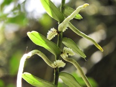 Campylocentrum densiflorum